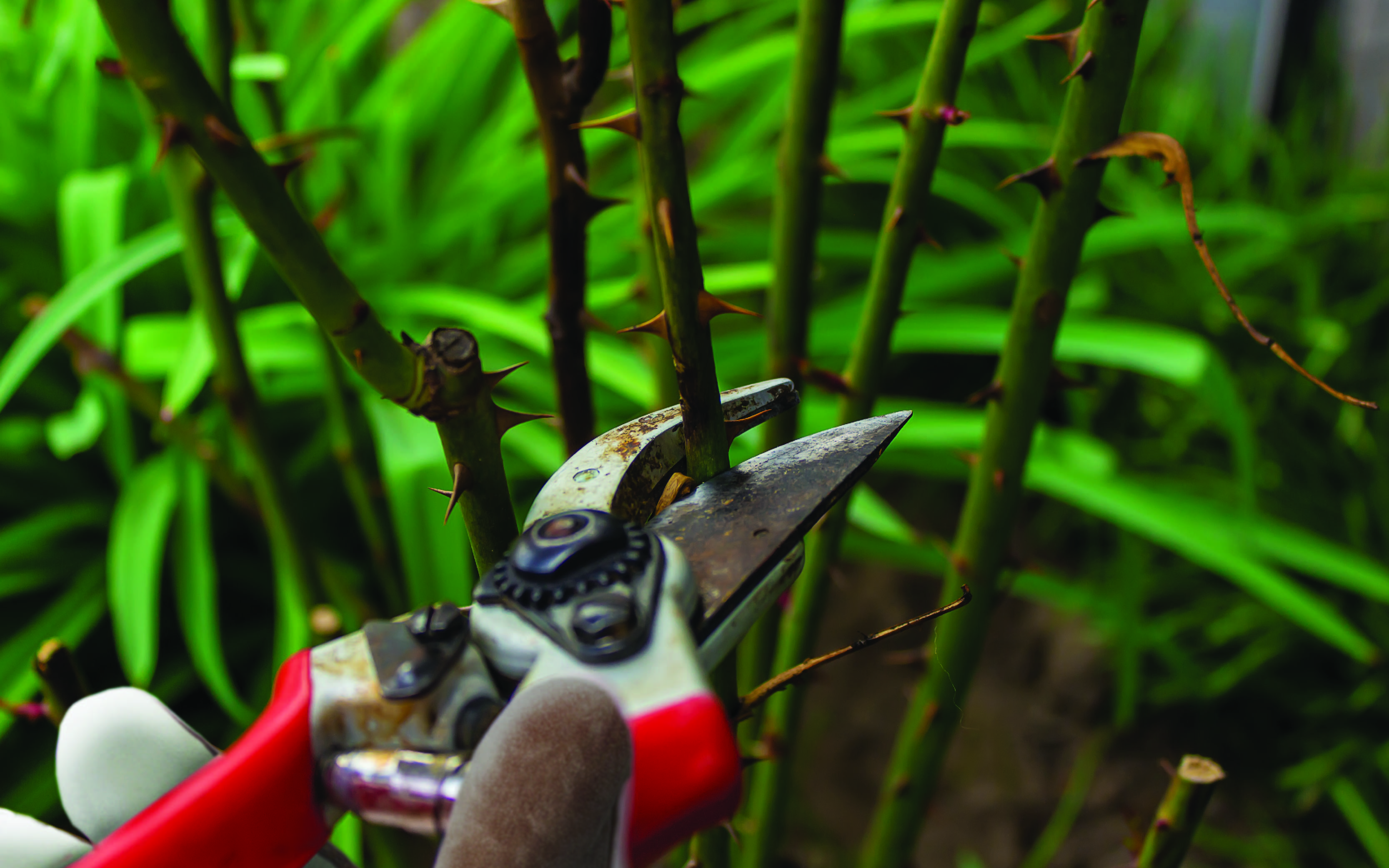 Tips for Pruning your Garden